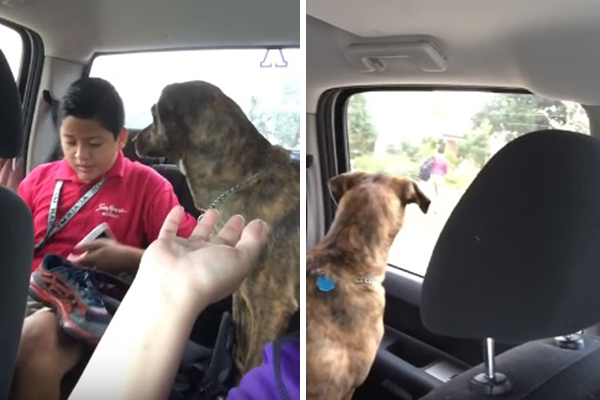 Depois de deixar o filho na escola, mulher regista o cãozinho da família a chorar de saudades