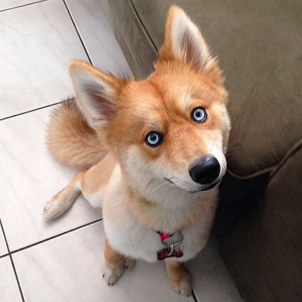 Cadela parecida com uma raposa faz sucesso na internet