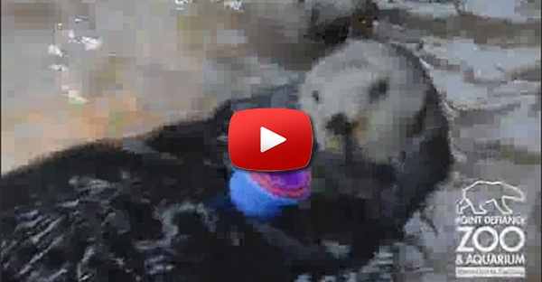 Lontra do mar organiza copos de plástico