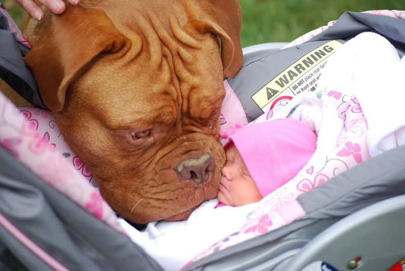 A reação dos cães quando chega um bebé a casa é algo absolutamente indescritível!