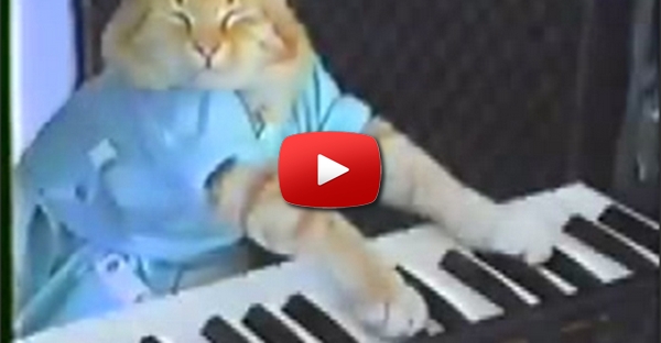 O gato pianista