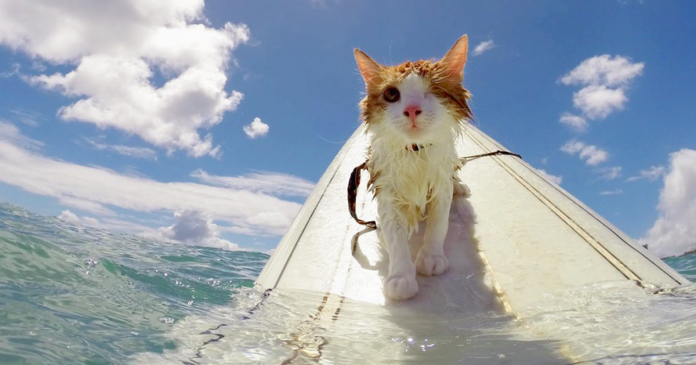 Espetacular gatinho só com um olho adora nadar e surfar no Havaí