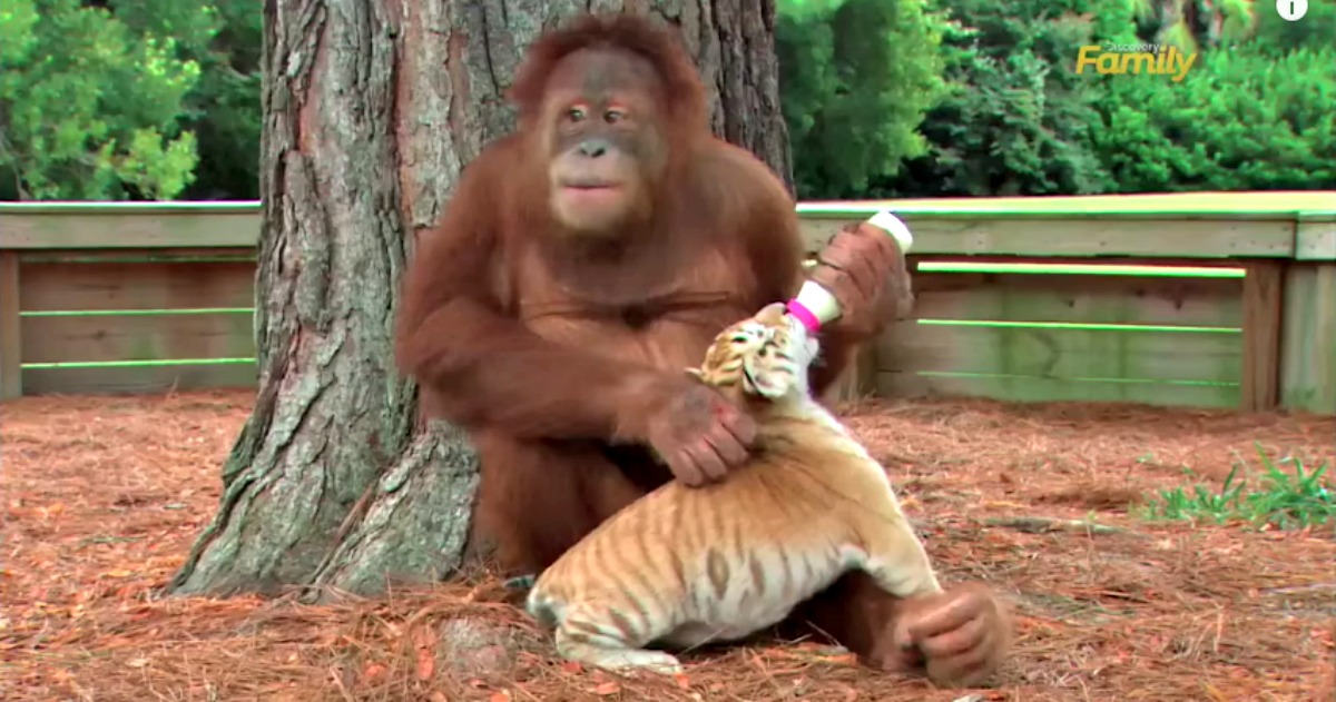 Este orangotango desce da árvore todos os dias por um motivo maravilhoso