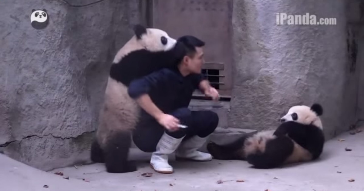 Nunca tentes medicar um panda