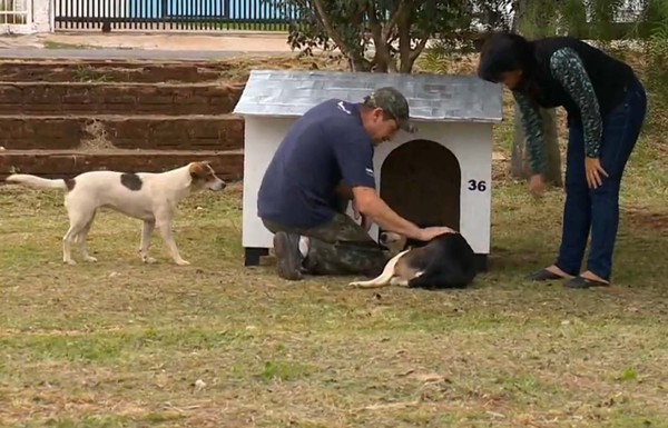 Voluntários distribuem casinhas para animais abandonados