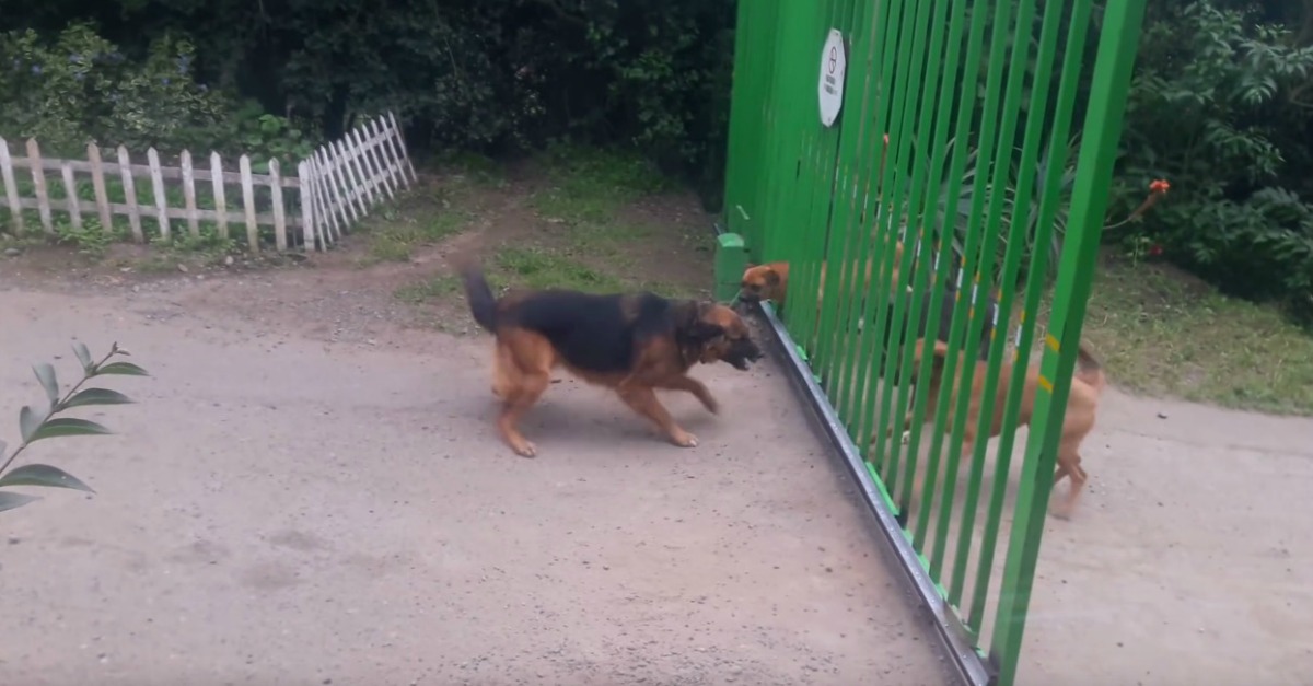 Cães FEROZES discutem separados por um portão até que este abre e que final!