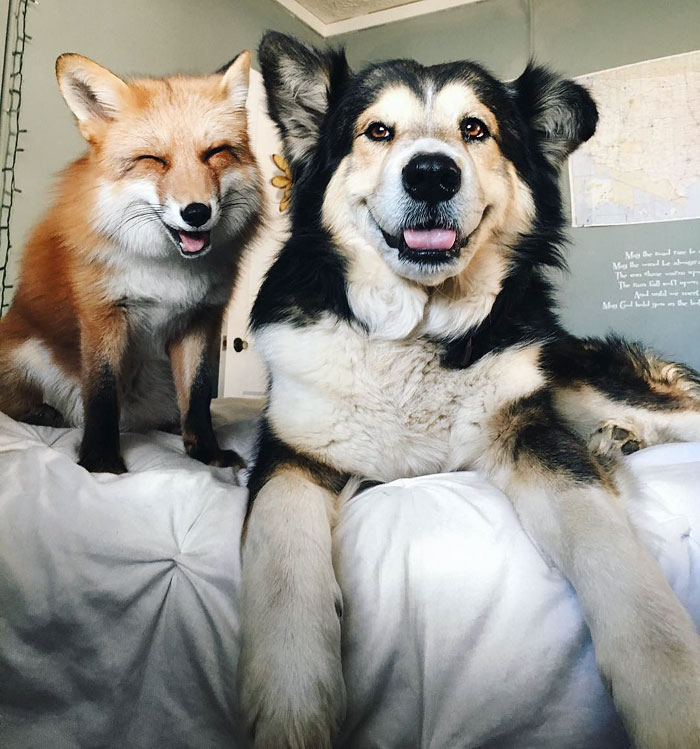 A mais fofa e improvável amizade entre uma raposa e um cão