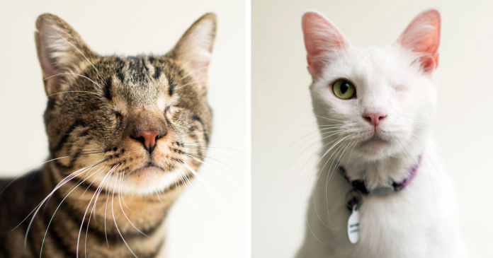 Fotógrafo capta a beleza de gatos cegos para lhes encontrar um lar