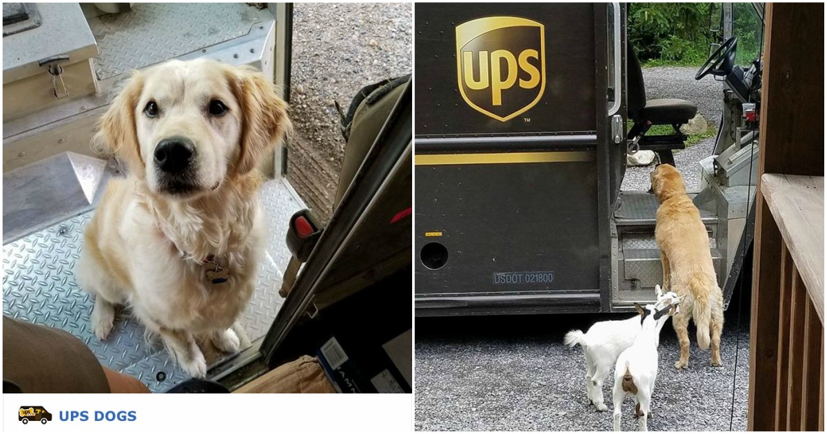 Funcionários da UPS têm um grupo no Facebook para partilhar fotos de encontros com cães