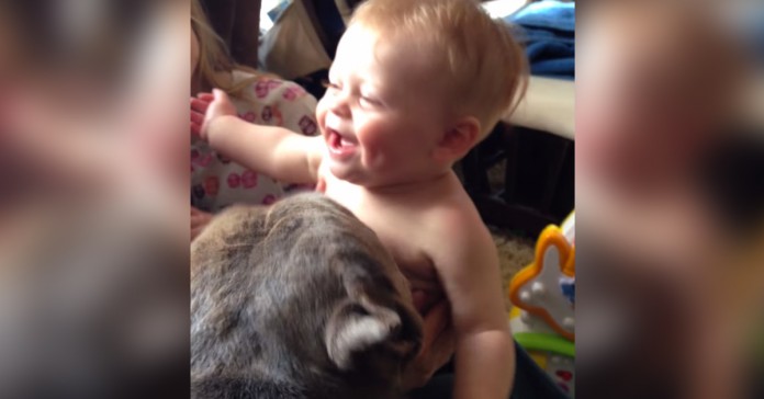 Pitbull faz ataque feroz a um bebé! Um ataque de cócegas!
