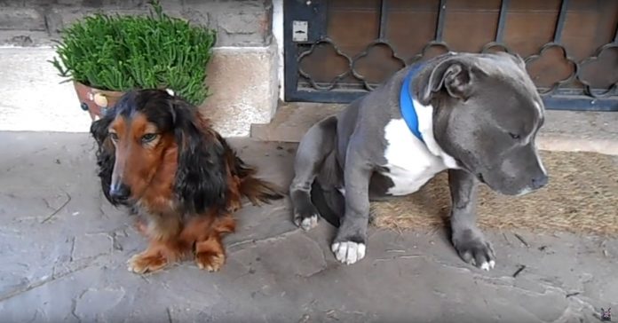 Pitbull culpado tenta esconder-se atrás de um outro cão