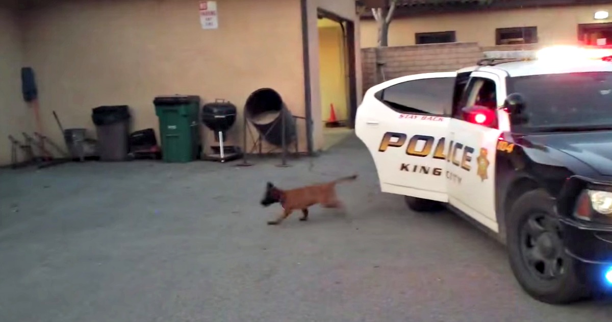 Cachorrinho de 14 semanas faz treino polícial de perseguição e ataque a suspeito
