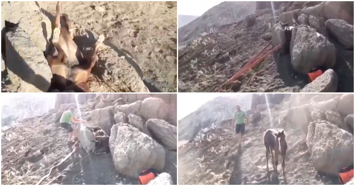 Populares salvam pequeno cavalo que ficou preso entre uma rocha