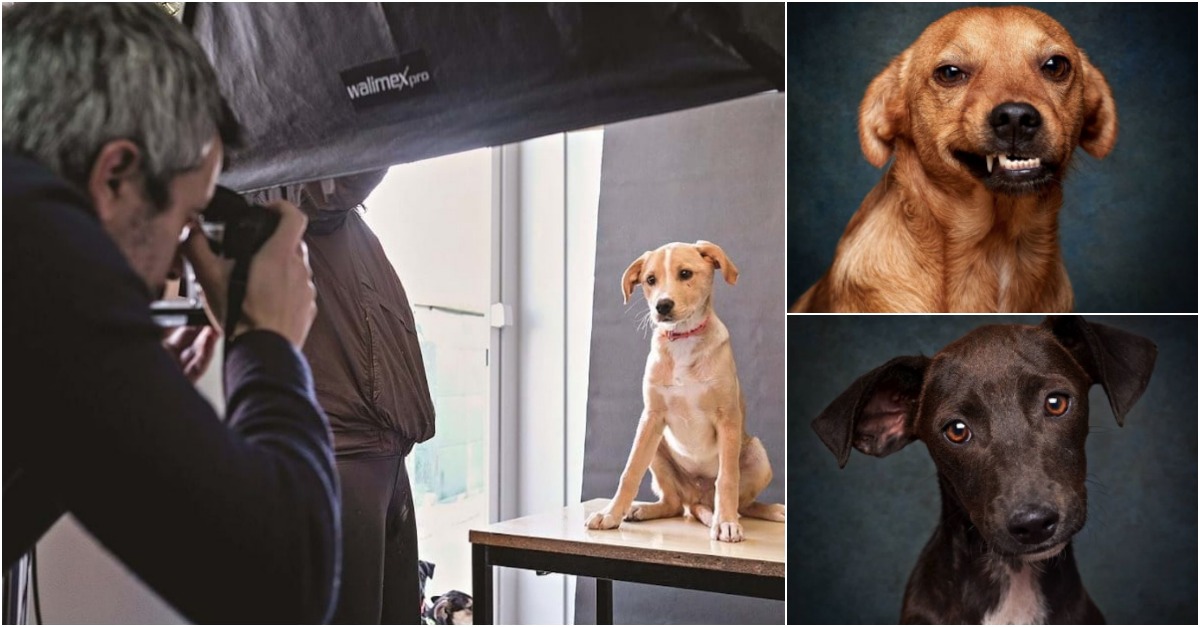 Projeto português já transformou 530 cães em modelos e isso garantiu 240 adoções