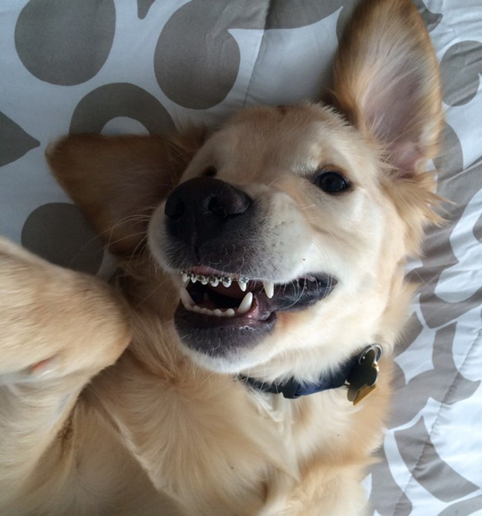 Cão que não conseguia fechar a boca usa aparelho nos dentes
