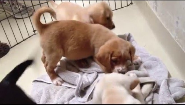 O reencontro de 4 cães irmãos 4 anos após serem adotados