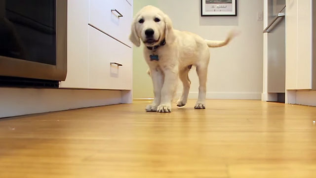 Este vídeo mostra o quão estes cães ficam entusiasmados na hora de comer