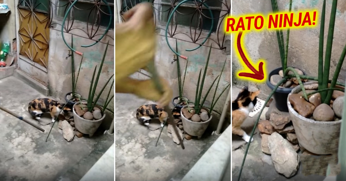 Rato usa técnica tipo NINJA para escapar à morte
