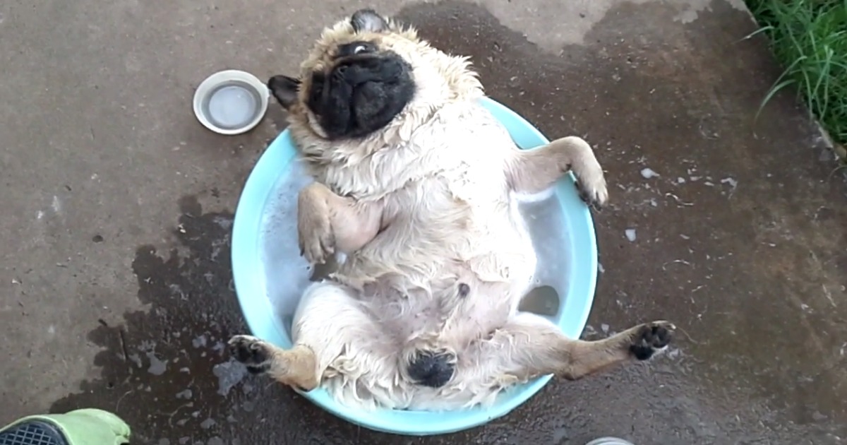 Este Pug sabe como aproveitar um belo banho num dia de sol