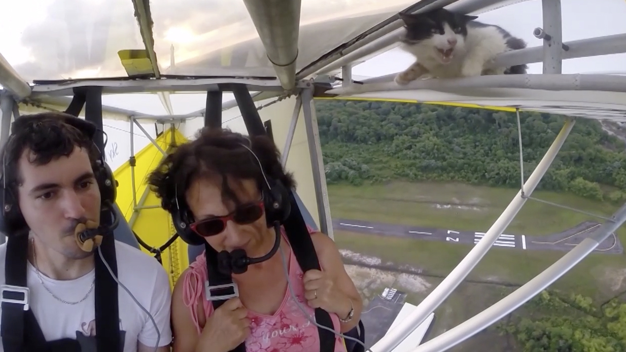 Gato apanha boleia no voo de um ultraleve e torna-se sucesso na internet
