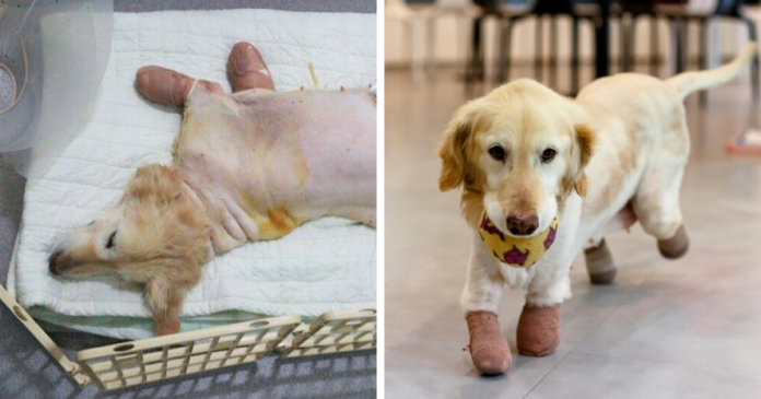 Cadela que perdeu as 4 patas devido à tradição Sul Coreana de comer cães, foi adotada