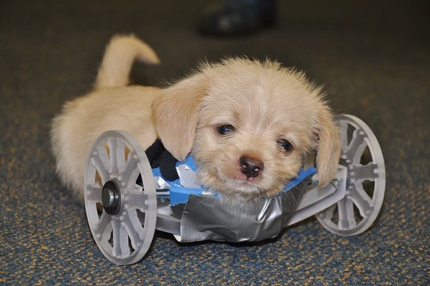 Cão que nasceu só com duas patas recebe cadeira de rodas