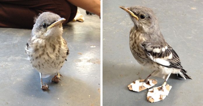 Pássaro recebe mini raquetes de neve para recuperar de deficiência nas patas