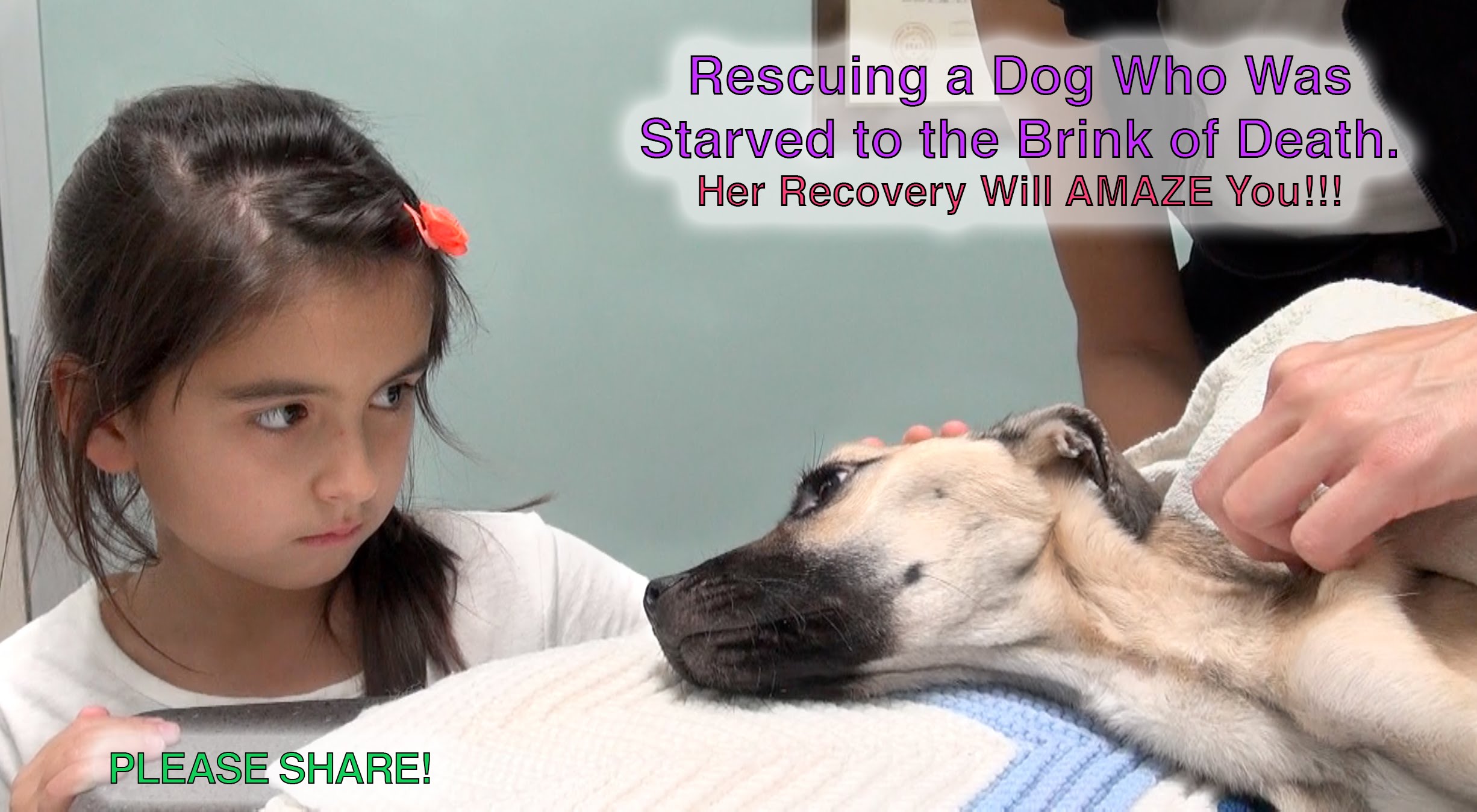 A recuperação milagrosa de uma cadela deixada pelos humanos a morrer à fome