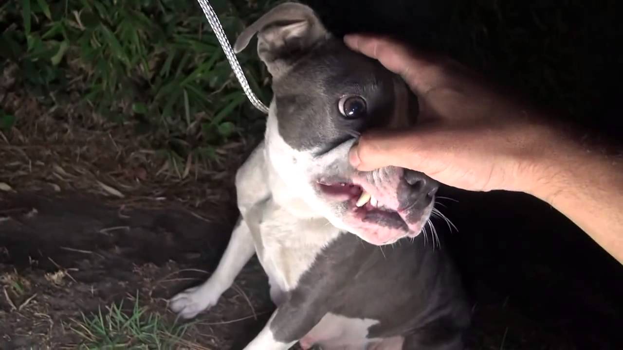 Foram resgatar um pitbull abandonado, mas encontraram uma grande surpresa