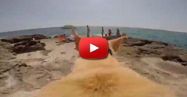 Este cão adora o mar mais do que tu possas imaginar