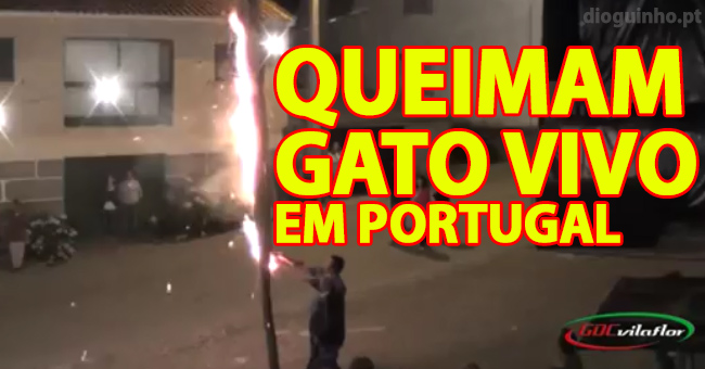 Estas são as justificações para queimarem gatos em Mourão, Vila Flor