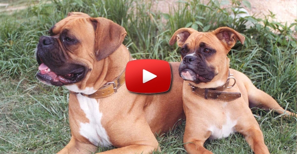 Vídeo mostra a alegria de dois cães de raça Boxer a brincar em cima da cobertura de uma piscina