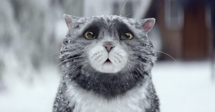 Gato trapalhão quase estraga o Natal num anúncio maravilhoso