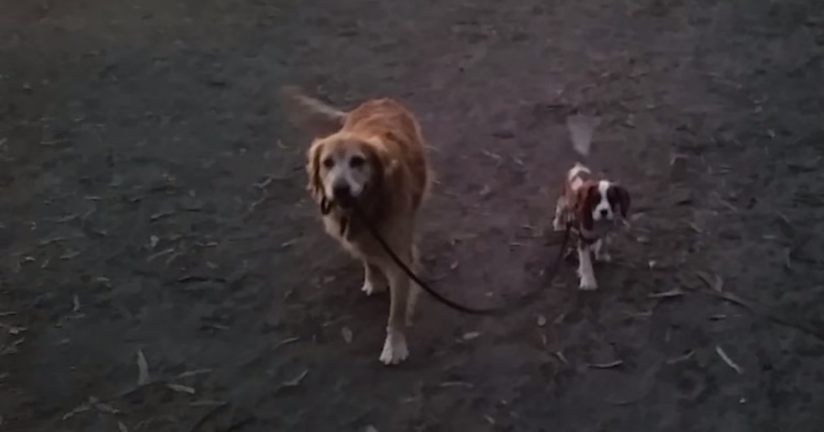 Golden Retriever passeia cachorrinho de 14 semanas