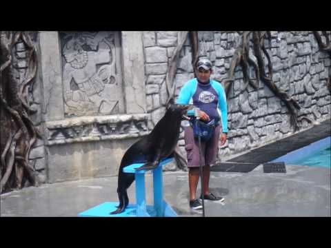 Leão-marinho canta Crazy num espetacular e divertido vídeo