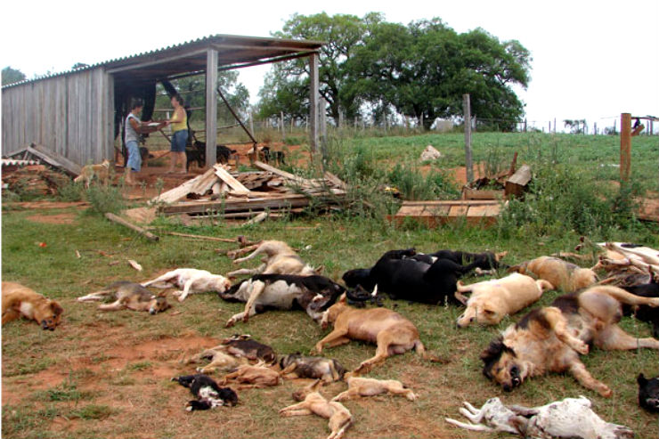 Sete cães envenenados em Torres Vedras