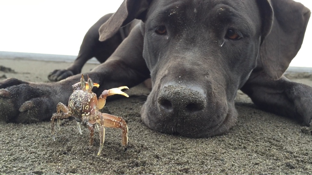 Cão conhece caranguejo na praia e faz amizade