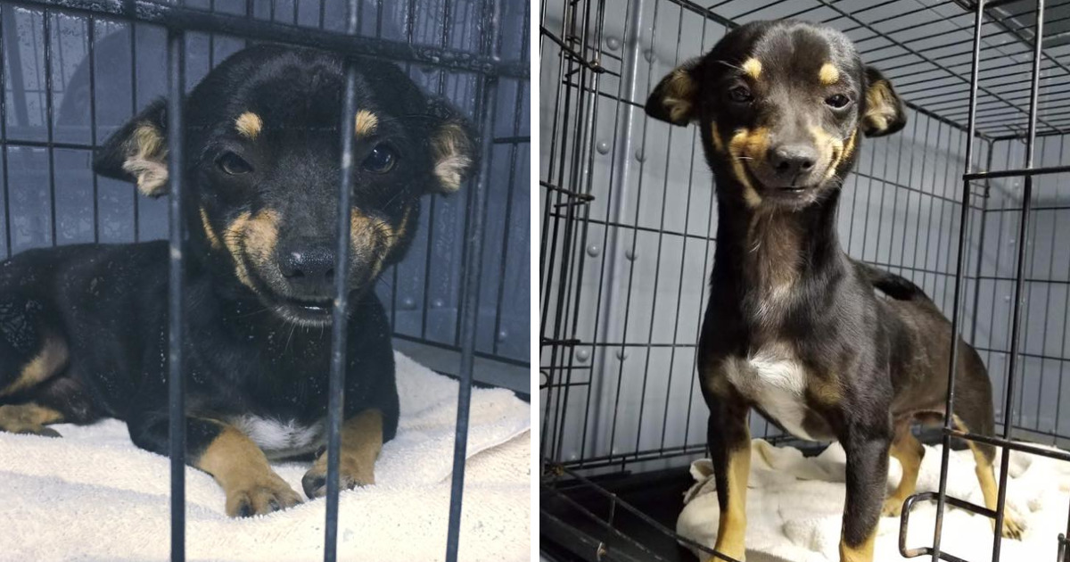 A Internet apaixonou-se por este cão que vive num abrigo e agora todos querem adoptá-lo
