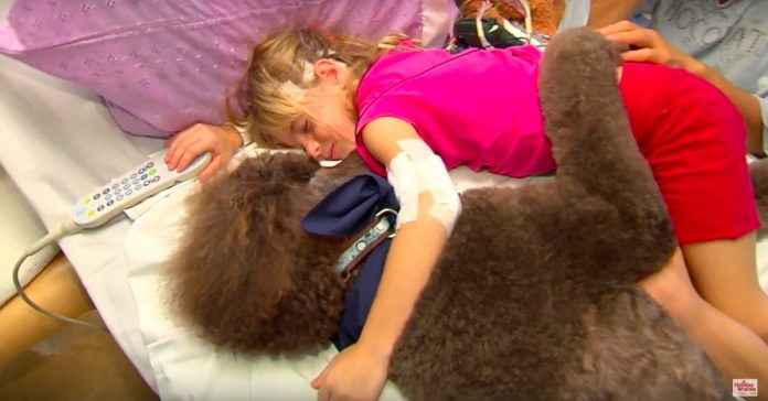 Cães terapeutas ajudam crianças nos hospitais; Um vídeo poderoso