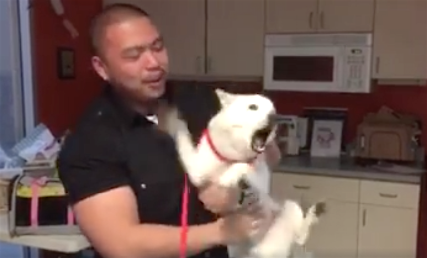 Vê o emocionante momento em que este cão encontra o seu dono depois de ter estado 22 dias perdido