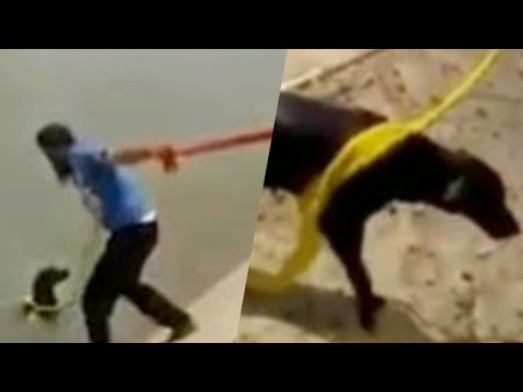 Indiano usou o próprio turbante para resgatar cão que se estava a afogar