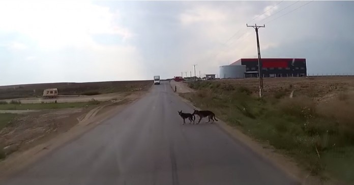 Cão salva o seu amigo de ser atropelado por um carro