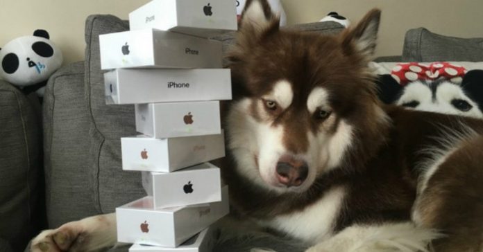 Filho de chinês bilionário compra oito iPhone 7 para o cão