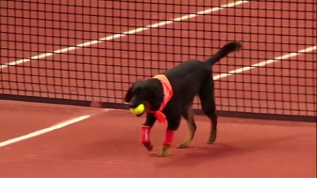 Cães resgatados das ruas são levados para o campo de ténis do Brasil Open