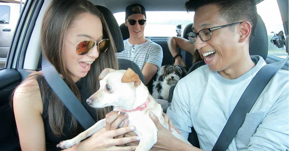 Cães para adoção surpreendem passageiros da Uber