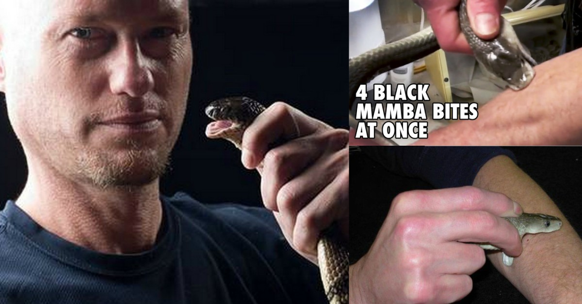 Homem deixou uma das cobras mais venenosas do Mundo mordê-lo por 4 vezes