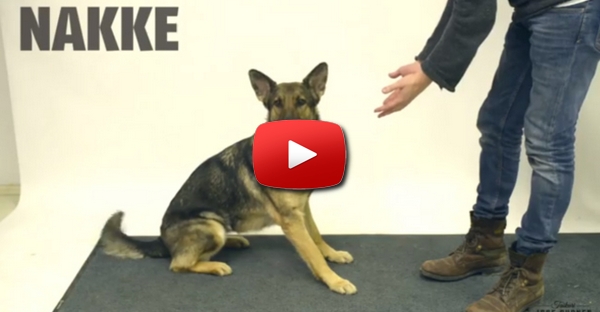 Como será que reagem os cães à magia? Descobre e diverte-te com este vídeo!