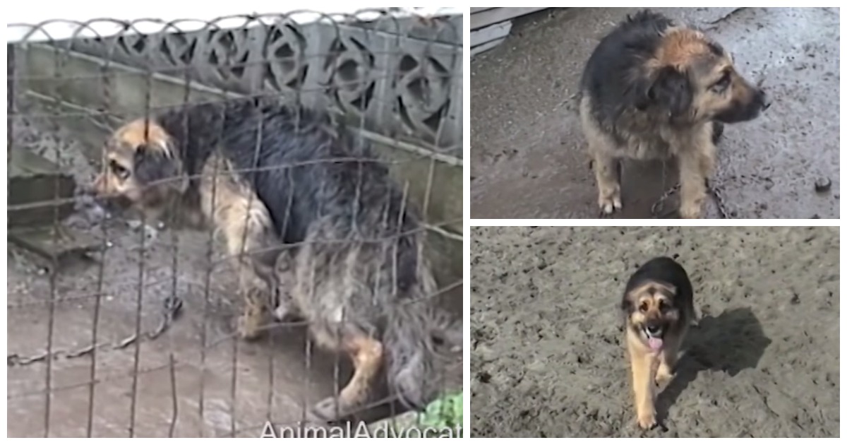 Esta cadela esteve 10 anos presa a uma corrente: A sua transformação é incrível!