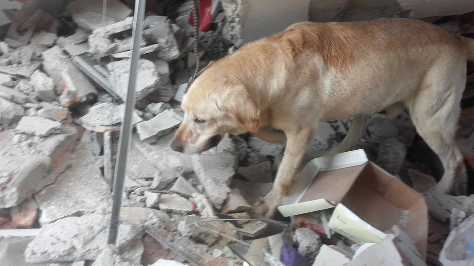 O cãozinho que conseguiu salvar sete pessoas depois do sismo no equador morreu de cansaço