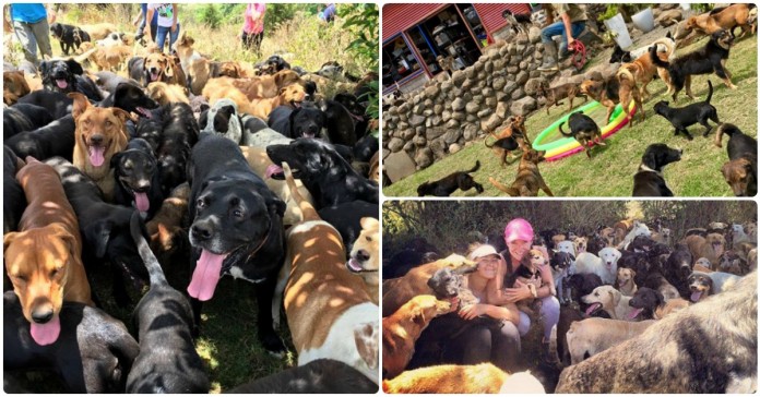 Este local na Costa Rica é o paraíso dos rafeirinhos e dos apaixonados por cães